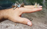 Viele Schmetterlinge fliegen gleichzeitig im Juli im Schmetterlingsgarten Staudernheim - Freiland!