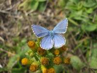 Bläuling Nahe der Natur - Schmetterlings-Poesie