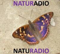 Naturadio - wo Schmetterlinge fliegen