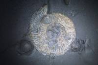 Ammonit Nahe der Natur-Sammlung